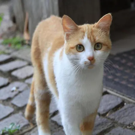 Nyaraló Sauna Escape, Waimes